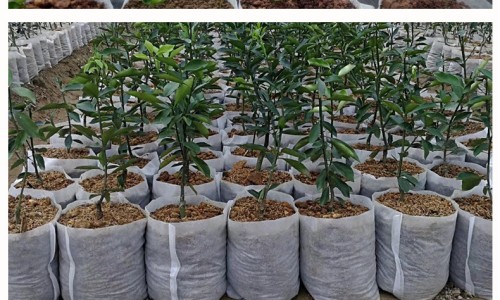 两小时吃一次奶粉危害